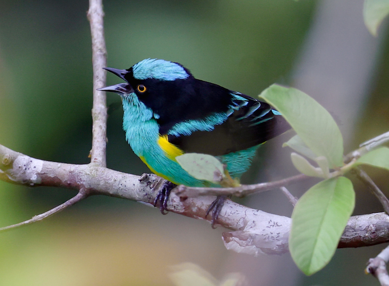 Black-faced Dacnis