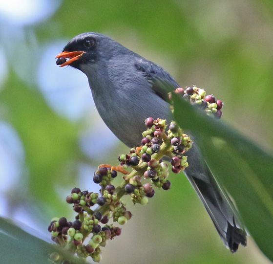 Black-faced Solitaire