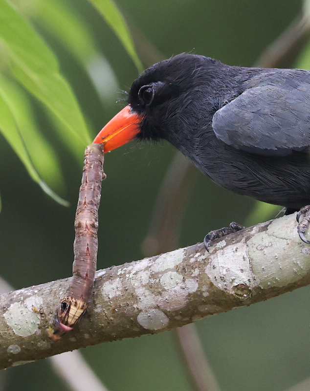 Black-fronted Nunbird