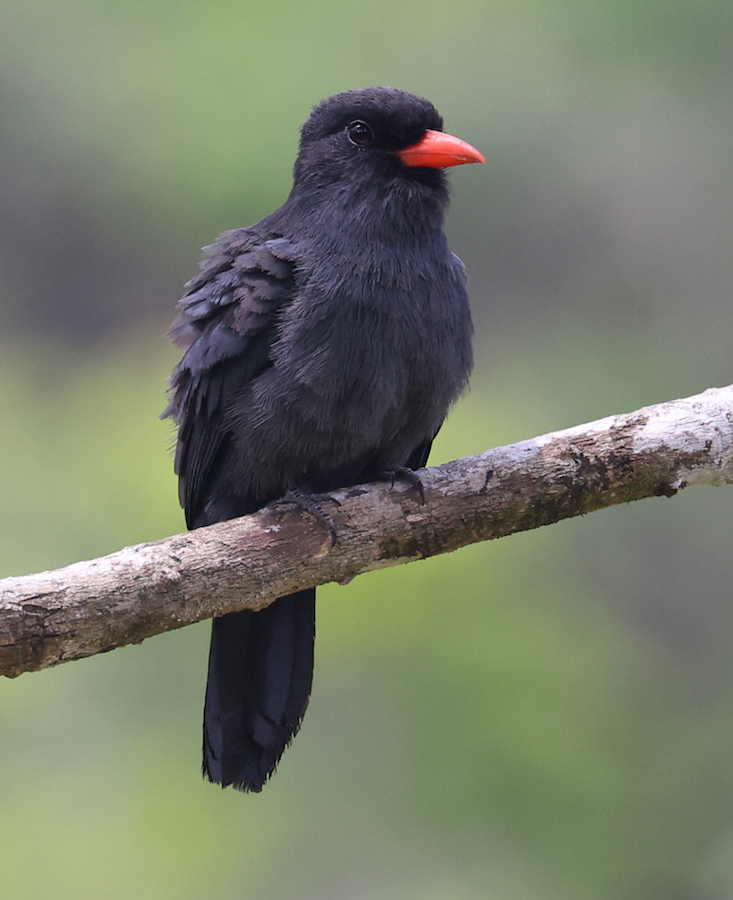 Black-fronted Nunbird