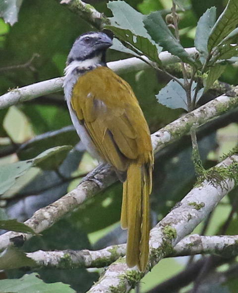 Black-headed Saltator