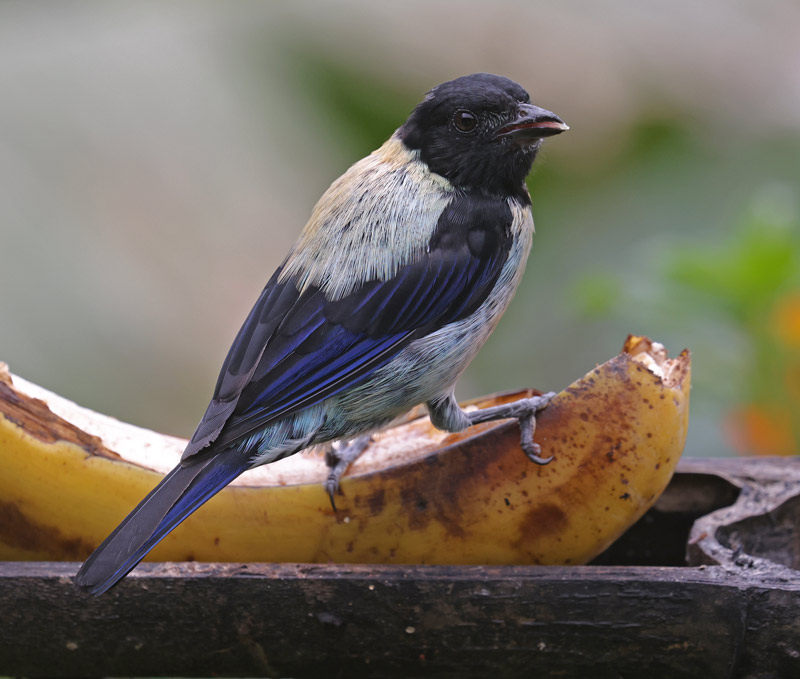 Black-headed Tanager