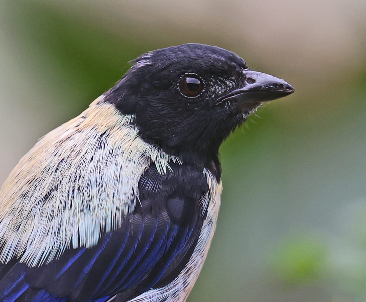Black-headed Tanager