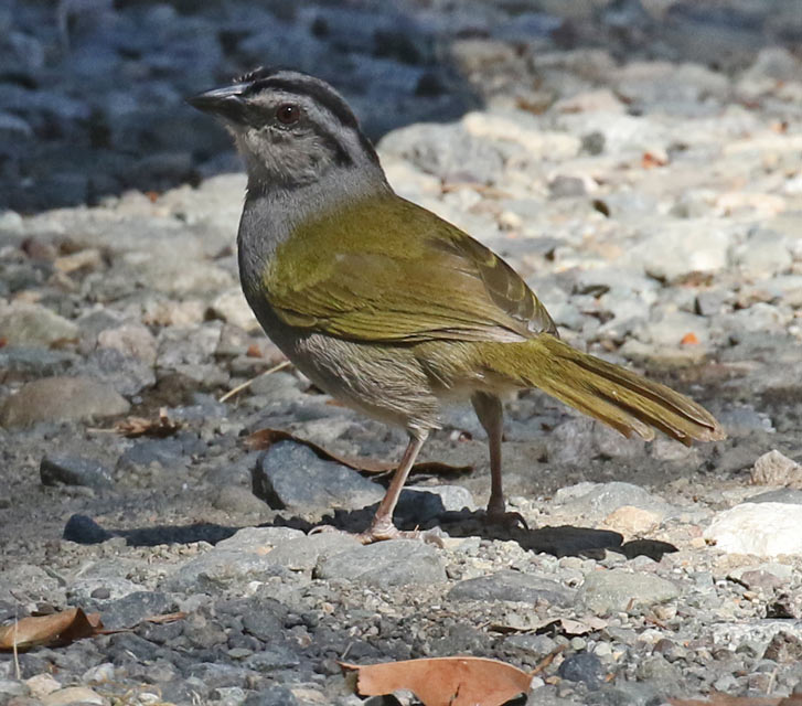 Black-striped Sparrow
