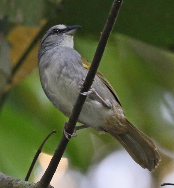 Black-striped Sparrow