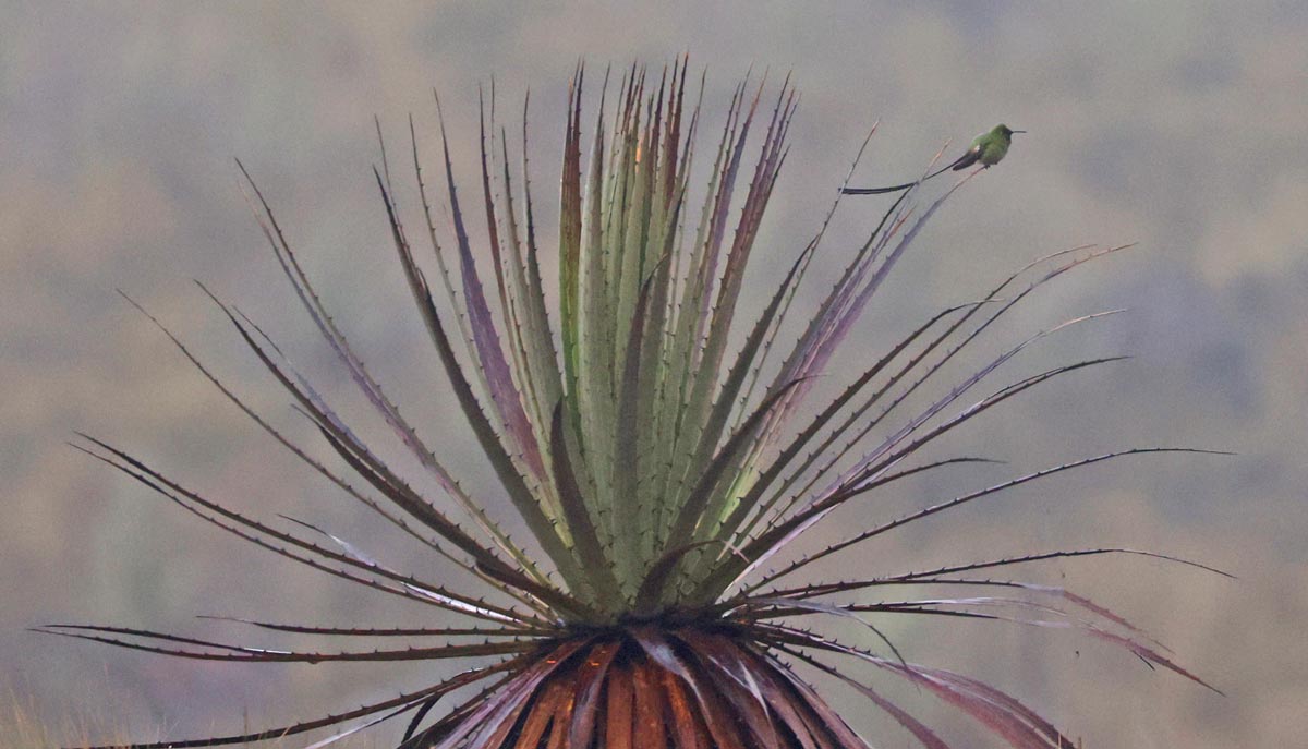 Black-tailed Trainbearer