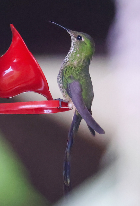 Black-tailed Trainbearer