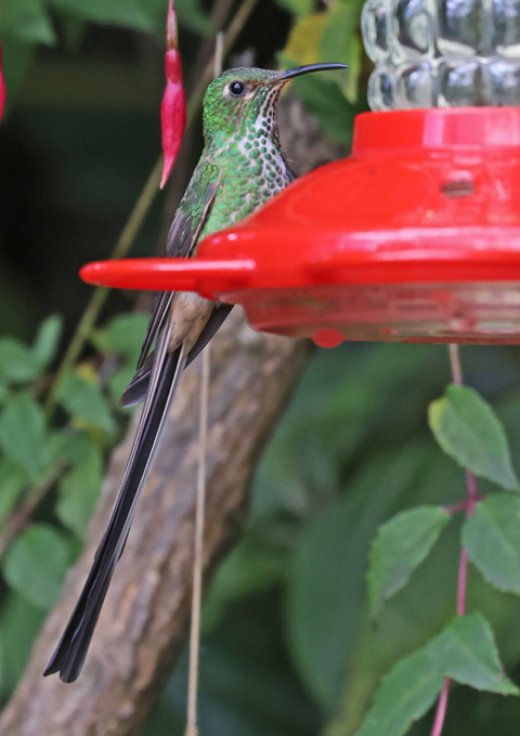 Black-tailed Trainbearer