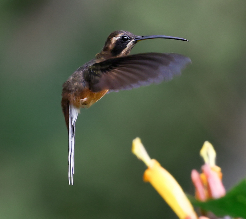 Black-throated Hermit