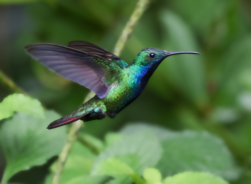 Black-throated Mango
