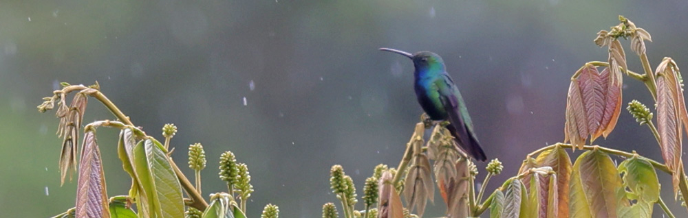 Black-throated Mango