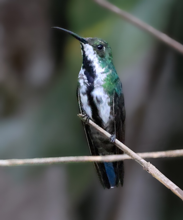 Black-throated Mango