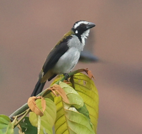 Black-winged Saltator