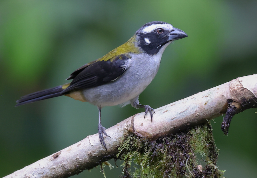 Black-winged Saltator