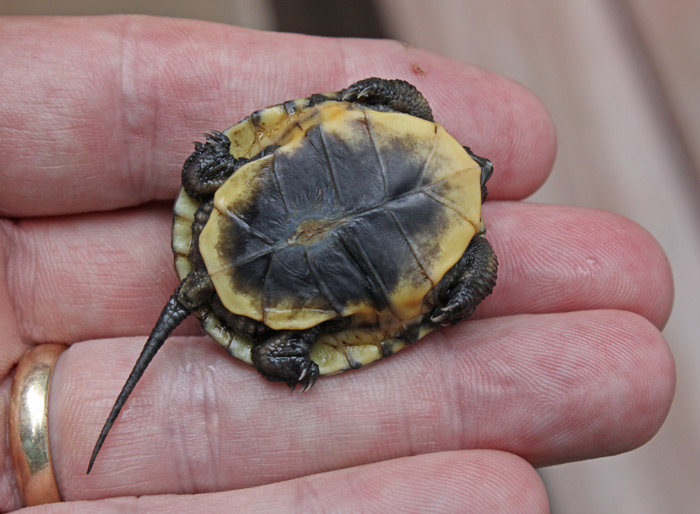 Blanding's Turtle (hatchling)