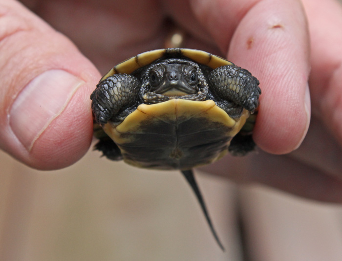 Blanding's Turtle (hatchling)