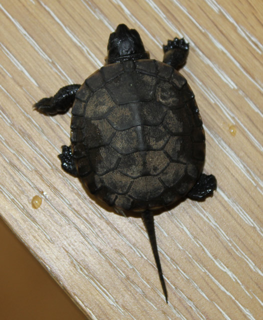 Blanding's Turtle (hatchling)
