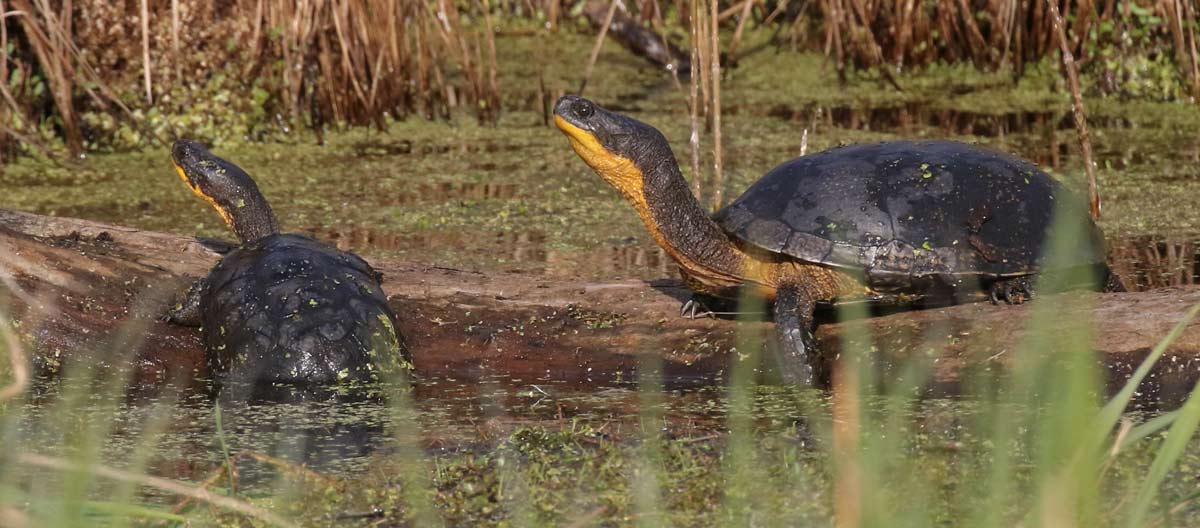 Blanding's Turtle (adult) photo #1