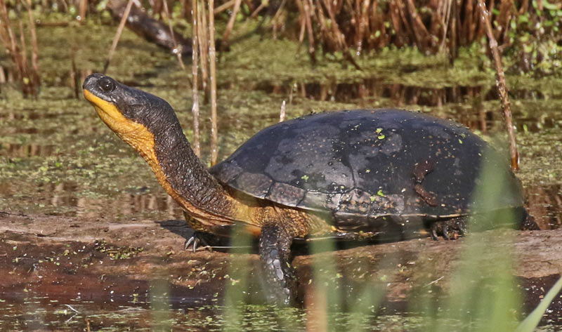Blanding's Turtle (adult) photo #2