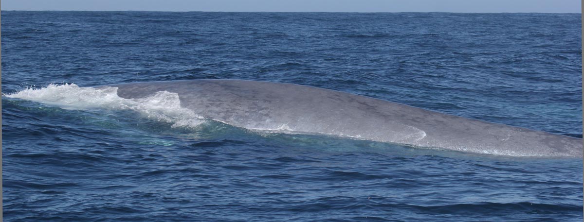 Blue Whale