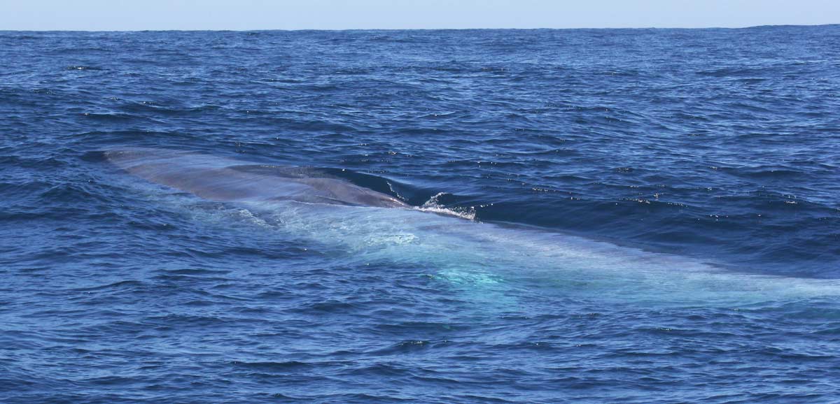 Blue Whale