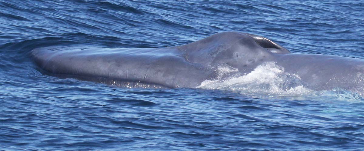 Blue Whale