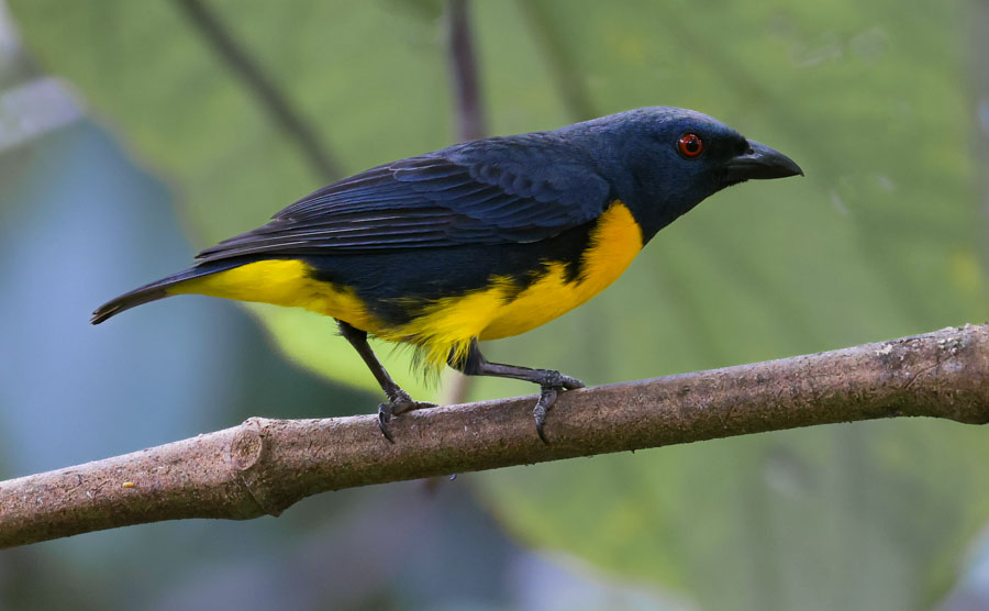 Blue-and-gold Tanager