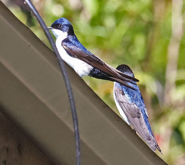 Blue-and-white Swallow