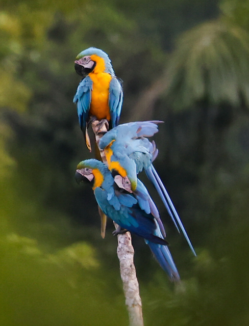 Blue-and-yellow Macaw