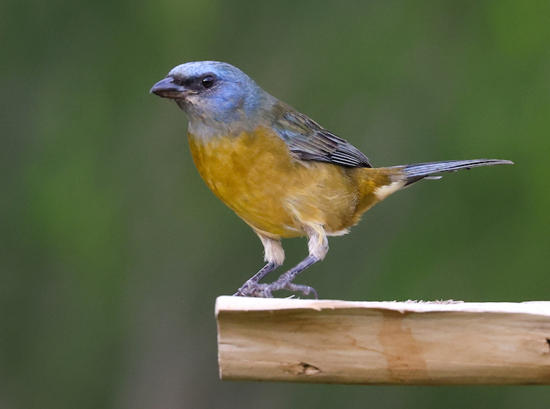Blue-and-yellow Tanager