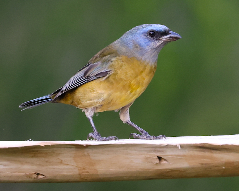 Blue-and-yellow Tanager