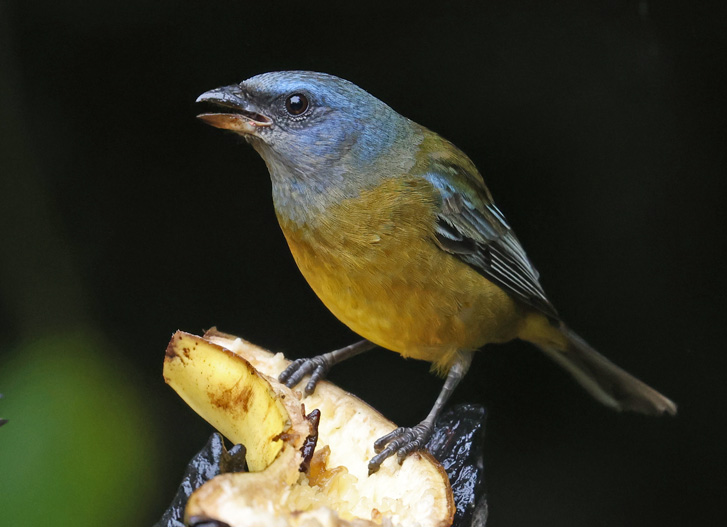 Blue-and-yellow Tanager
