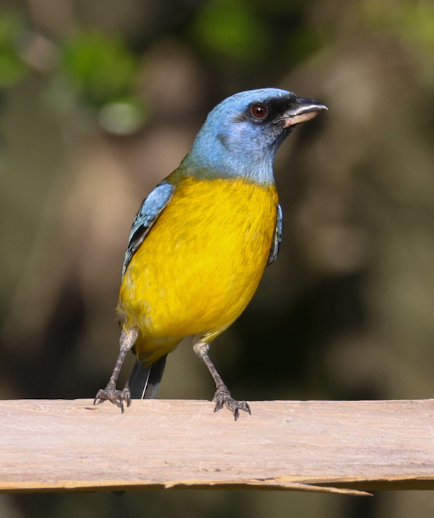 Blue-and-yellow Tanager