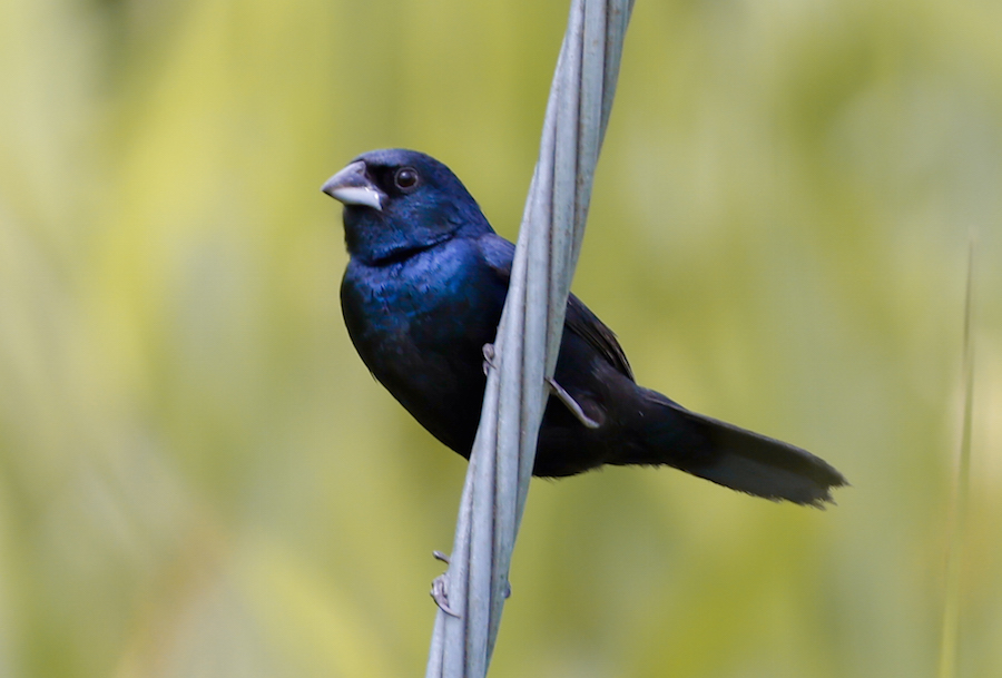 Blue-black Grassquit