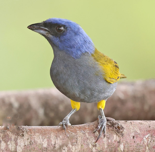 Blue-capped Tanager