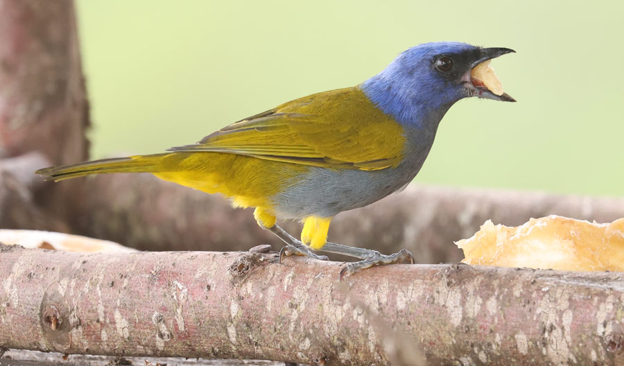 Blue-capped Tanager