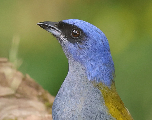 Blue-capped Tanager