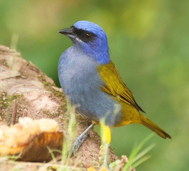 Blue-capped Tanager