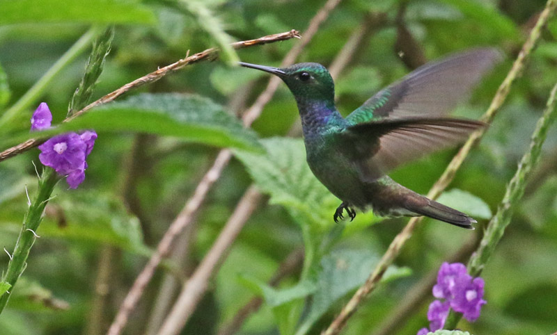 Blue-chested Hummingbird