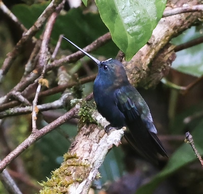 Blue-fronted Lancebill