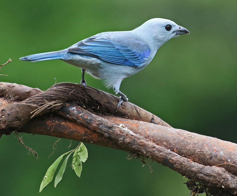 Blue-gray Tanager