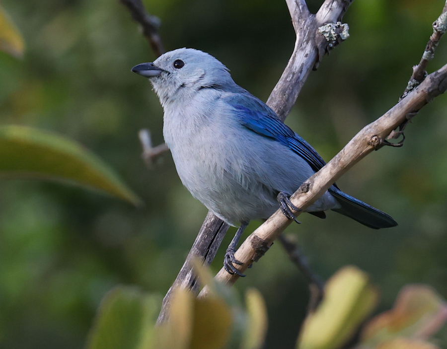 Blue-gray Tanager
