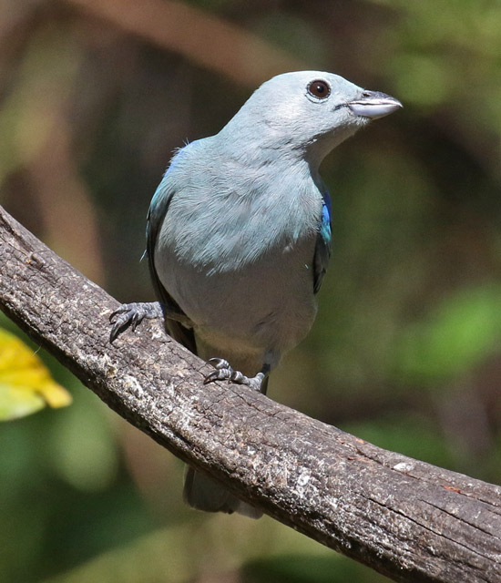 Blue-gray Tanager