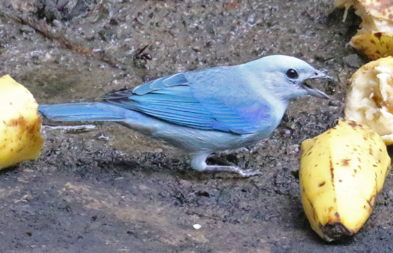 Blue-gray Tanager