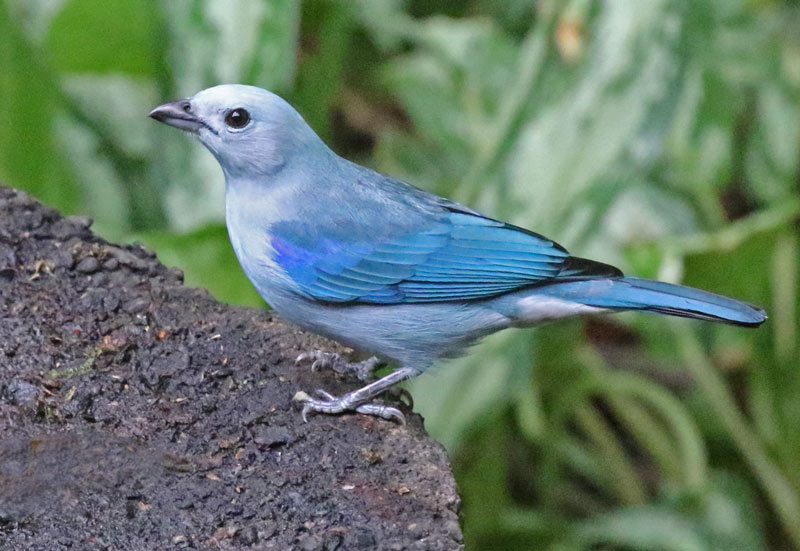 Blue-gray Tanager