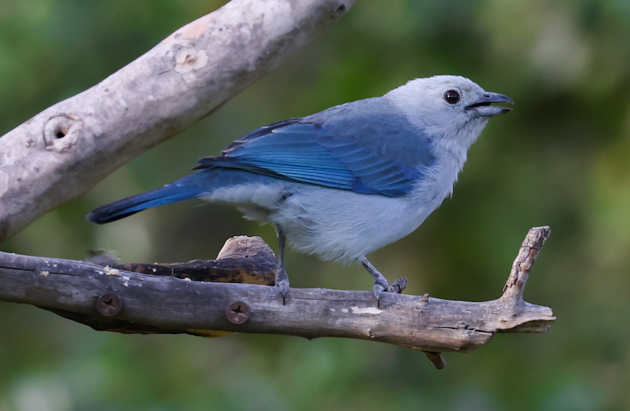Blue-gray Tanager