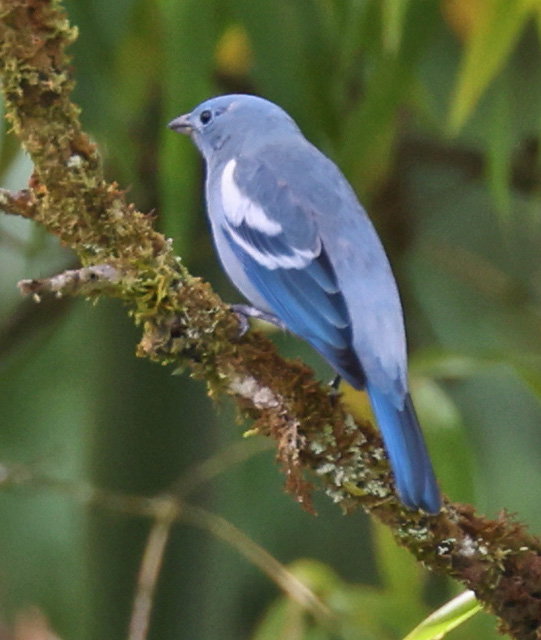 Blue-gray Tanager
