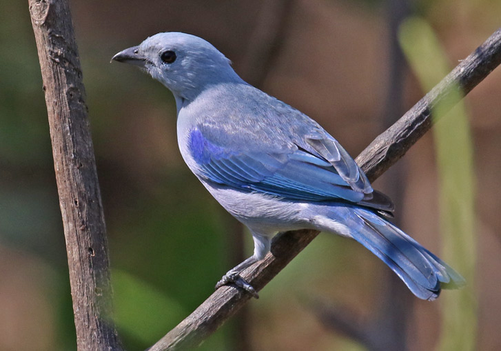 Blue-gray Tanager
