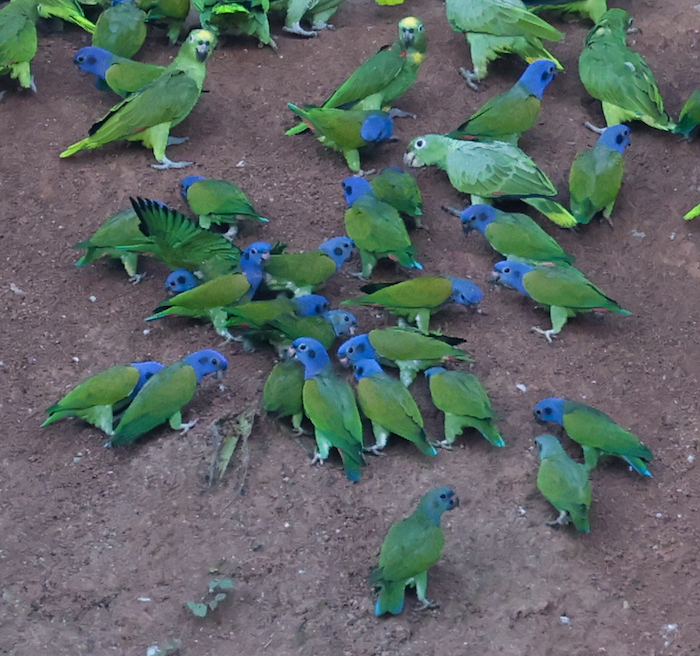 Blue-headed Parrot