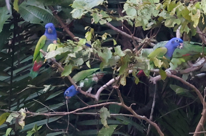 Blue-headed Parrot
